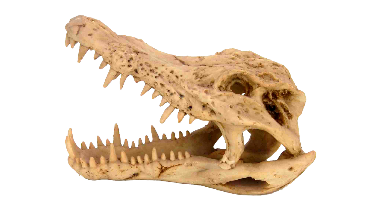 Crocodile Skull  Medium - Fish Tank Decorations 