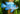 Electric Blue Ram - Live Fish & Plants 
