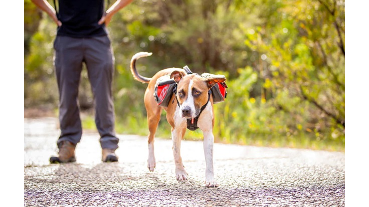 EzyDog Summit Backpack L Red - Dog Travel 