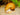 Apple Snail - Live Fish & Plants 