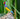 Gouldian Finch - Live Pets 