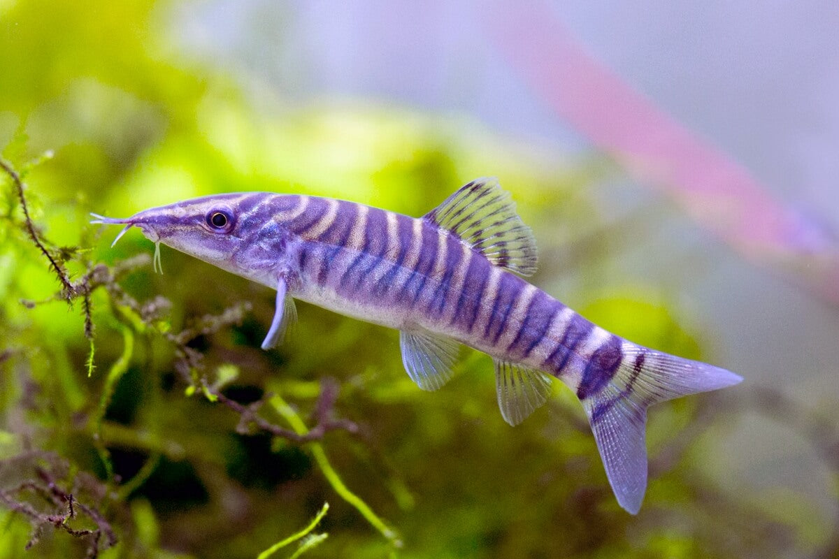 Green Tiger Botia Loach – Kiwi Petz