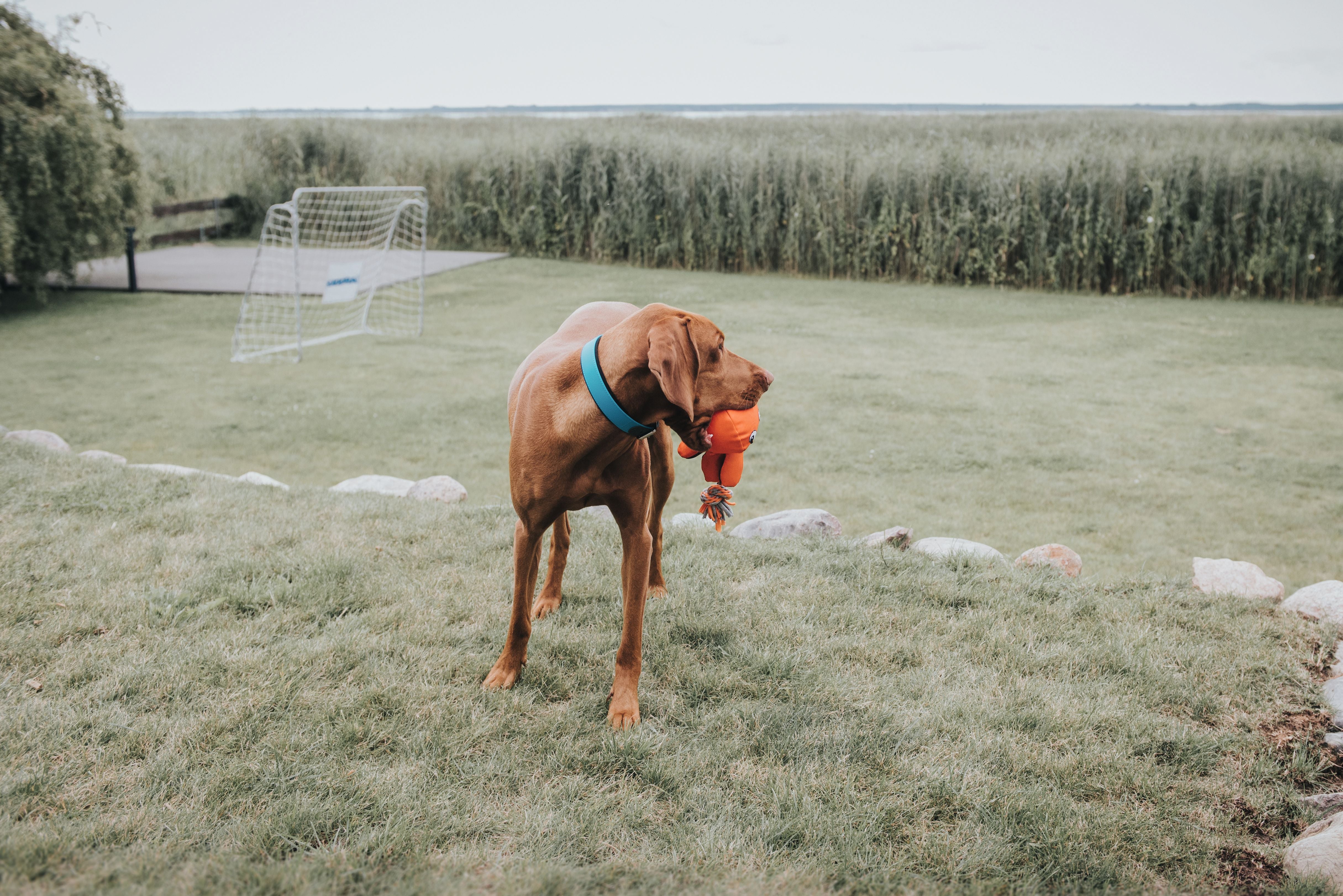 Hunter Convenience Comfort Collar Turquoise - 60 - Dog Collars, Leashes & Harnesses 