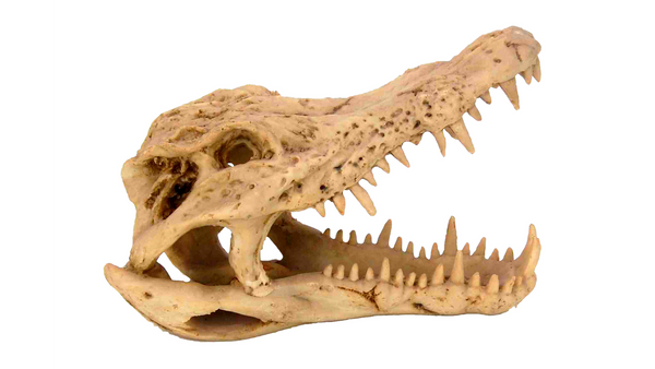 Small Crocodile Skull Ornament