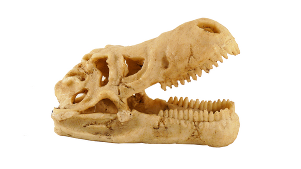 Small Dinosaur Skull Ornament