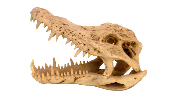 Crocodile Skull  Medium