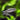 Penguin Tetra - Live Fish & Plants 