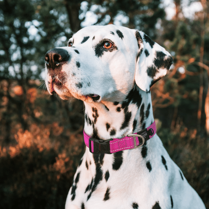 Rogz Fanbelt Dog Collar Purple Large