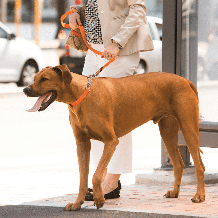 Rogz Fanbelt Obedience Dog Collar Orange Large