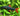 Rainbow Shark - Live Fish & Plants 