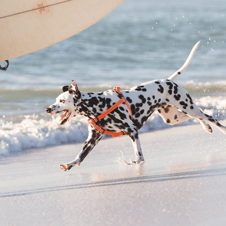 Rogz Nitelife Dog Step In Harness Orange Small - Dog Collars, Leashes & Harnesses 