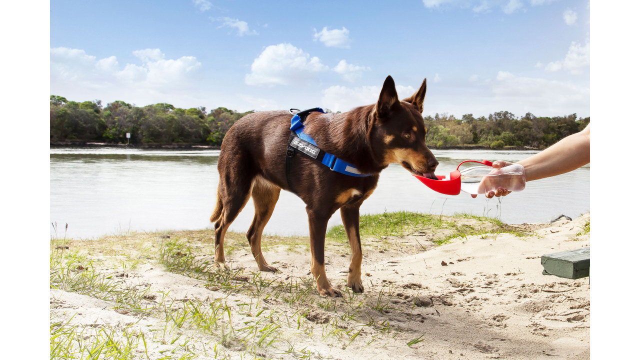 EzyDog Leaf Bottle Red