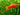 Swordtails - Live Fish & Plants 