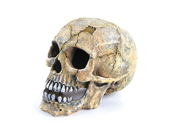 Kazoo Skull Medium