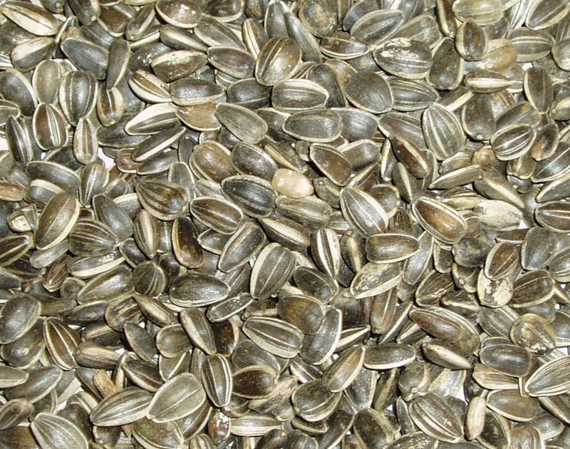 Topflite Sunflower Seeds 1KG